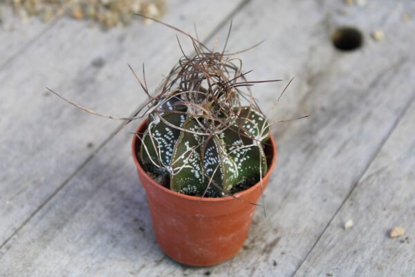 Astrophytum capricorne ssp. senile - immagine 2