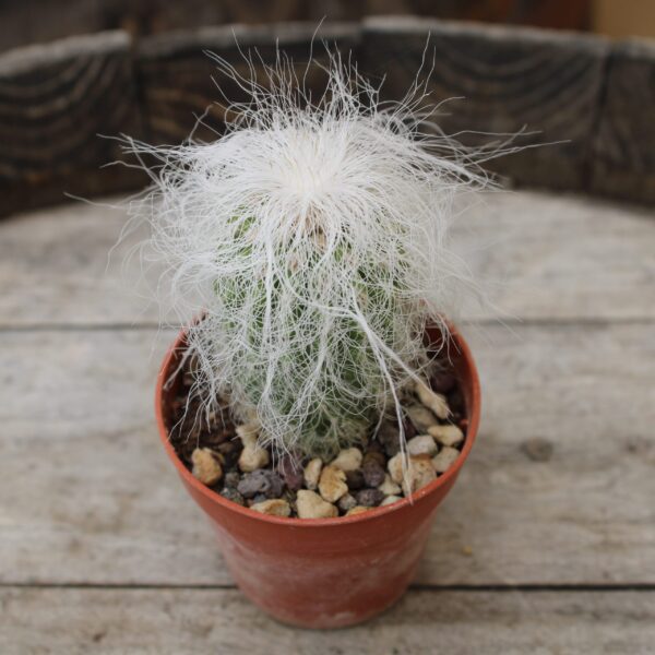 Cephalocereus senilis