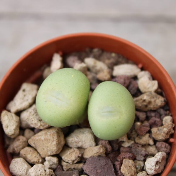 Conophytum flavum TS 857