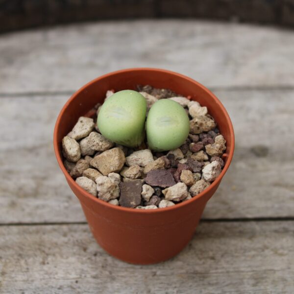 Conophytum flavum TS 857 - immagine 2