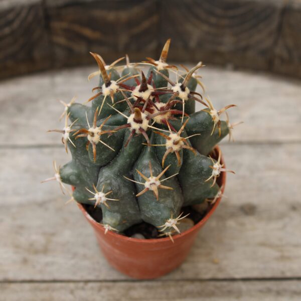 Ferocactus horridus f. brevispinus