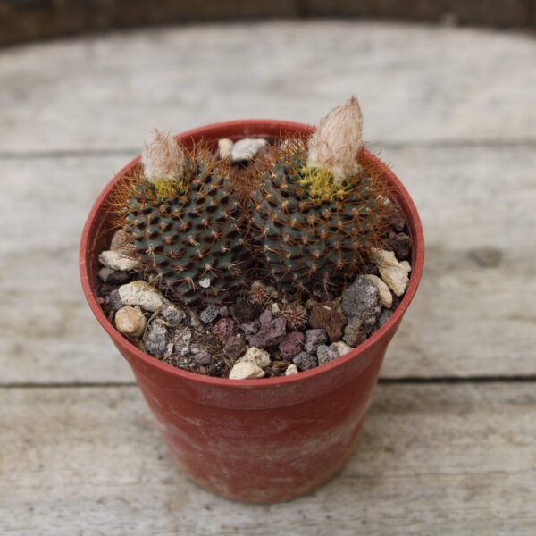 Frailea angelesii