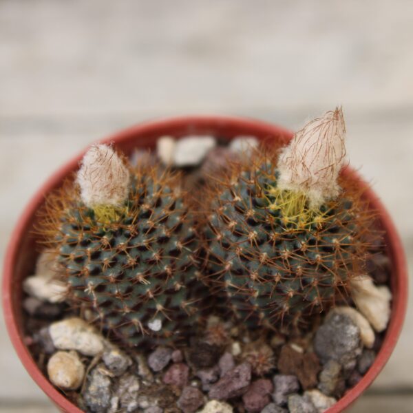 Frailea angelesii - immagine 2