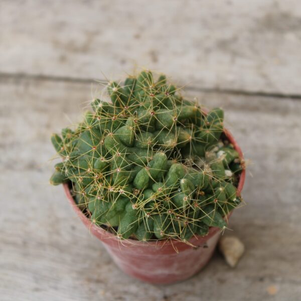 Mammillaria longimamma 'Crestata'