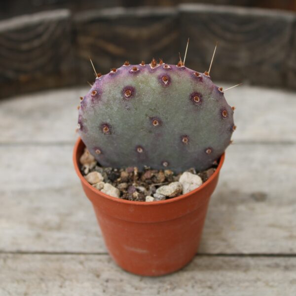 Opuntia Santa Rita