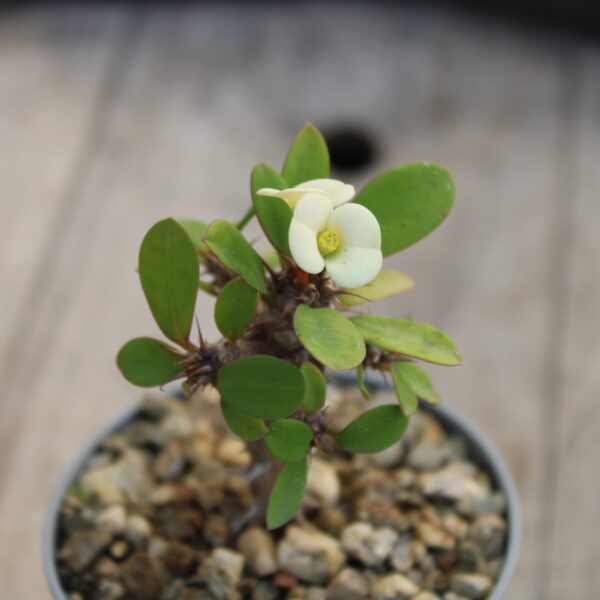 Euphorbia milii (Fiore Bianco)