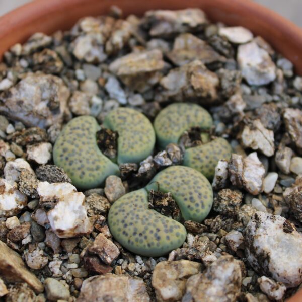 Lithops fulviceps f. aurea - immagine 2