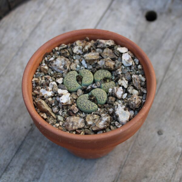 Lithops fulviceps f. aurea
