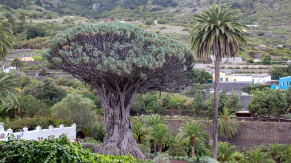 Dracaena draco (Albero del Drago) - immagine 3