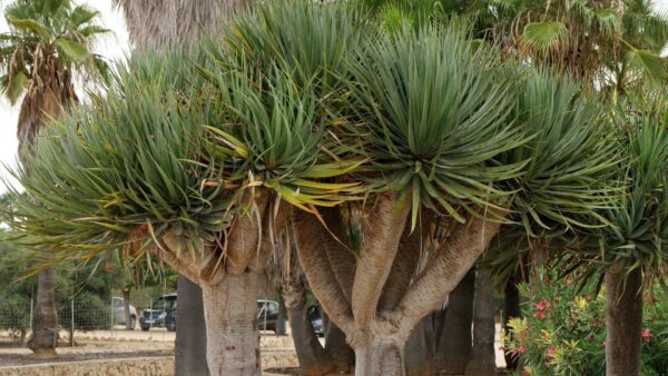Dracaena draco (Albero del Drago) - immagine 4