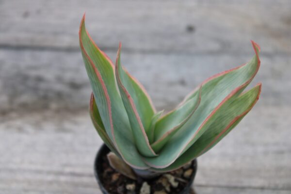 Aloe striata - immagine 2