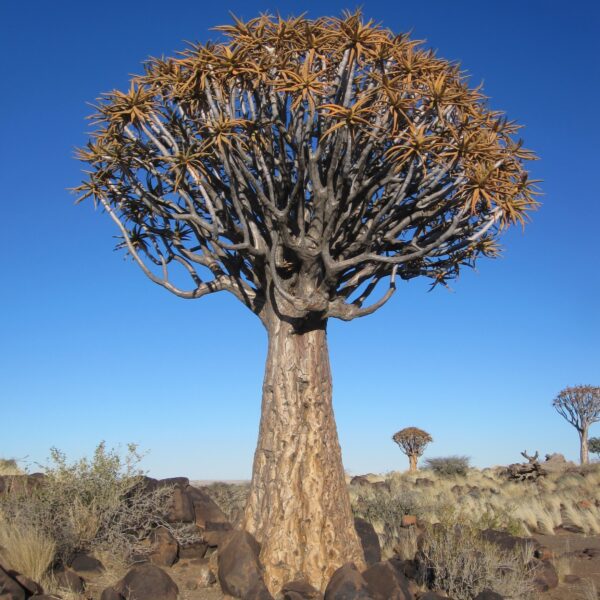 Aloidendron dichotomum (syn. Aloe dichotoma)