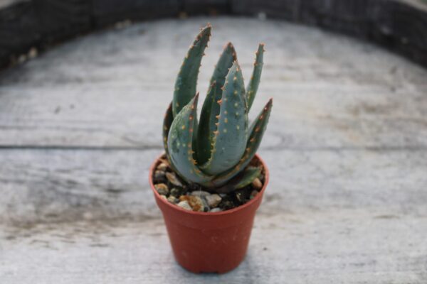 Aloidendron dichotomum (syn. Aloe dichotoma) - immagine 2