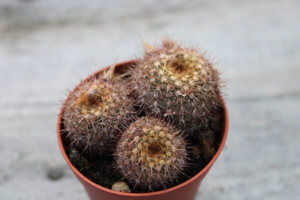 Frailea pumila f. rubrispina