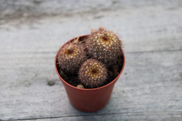 Frailea pumila f. rubrispina - immagine 2