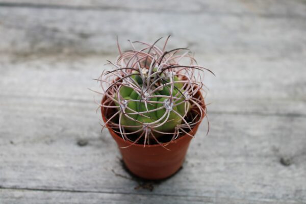 Gymnocalycium saglionis subs. tilcarense - immagine 2