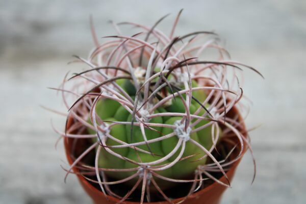 Gymnocalycium saglionis subs. tilcarense