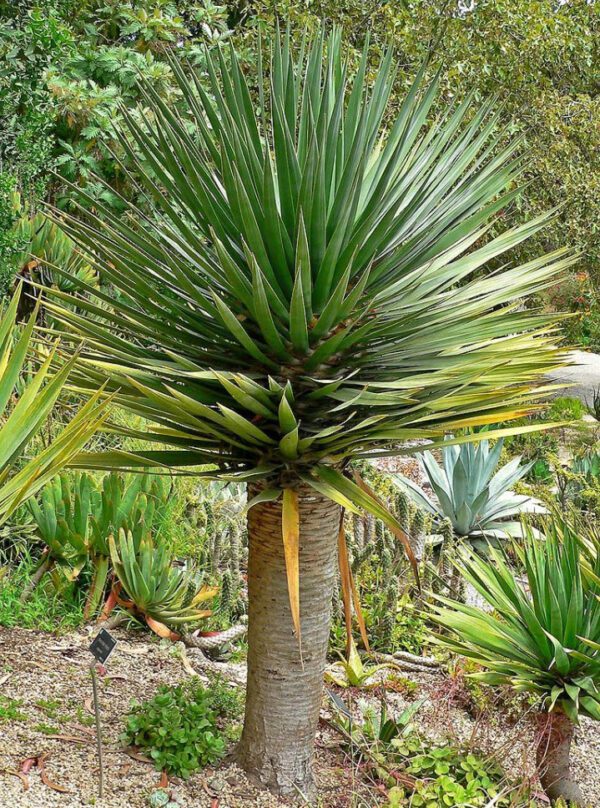 Dracaena draco (Albero del Drago) - immagine 5