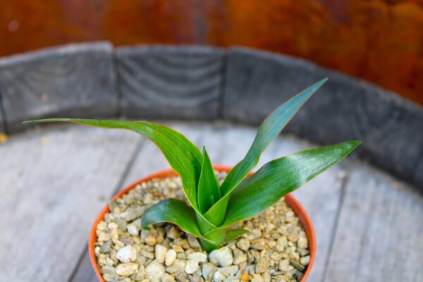 Dracaena draco (Albero del Drago) - immagine 2