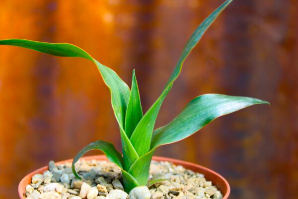 Dracaena draco (Albero del Drago)