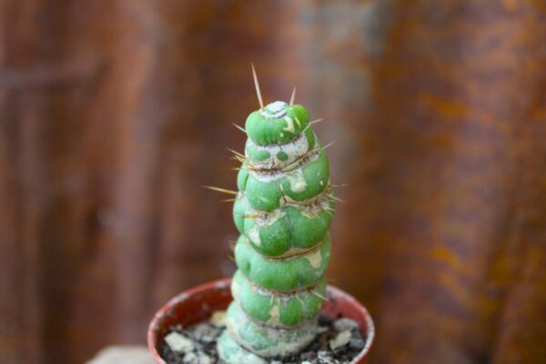 Eulychnia castanea cv. varispiralis spiral form