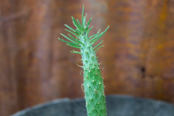 Kleinia butleri