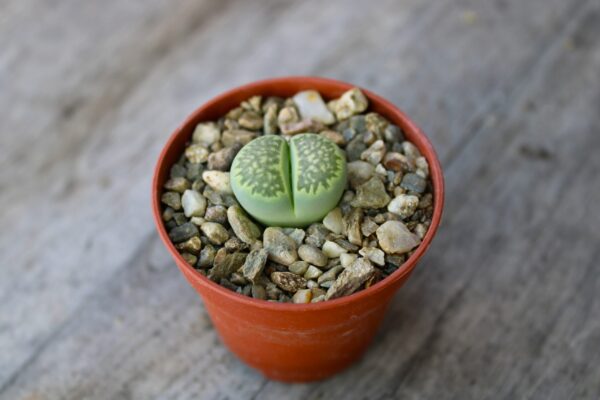 Lithops julii ssp. fulleri cv. Fullergreen