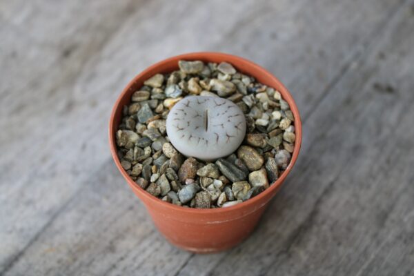 Lithops pseudotruncatella