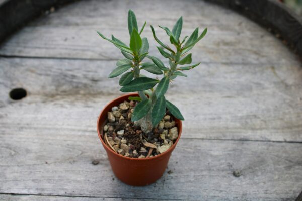 Pachypodium bispinosum - immagine 2