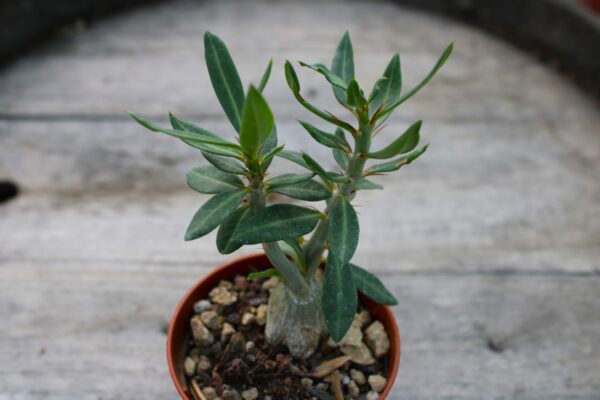 Pachypodium bispinosum