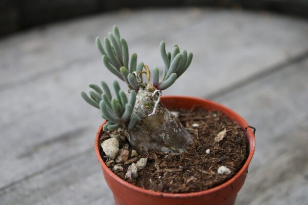 Phyllobolus tenuiflorus - immagine 2