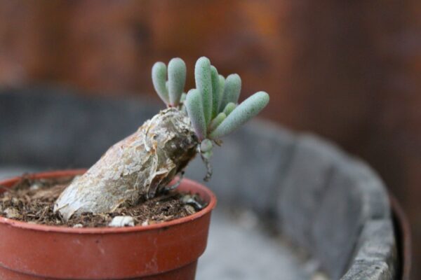 Phyllobolus tenuiflorus - immagine 3