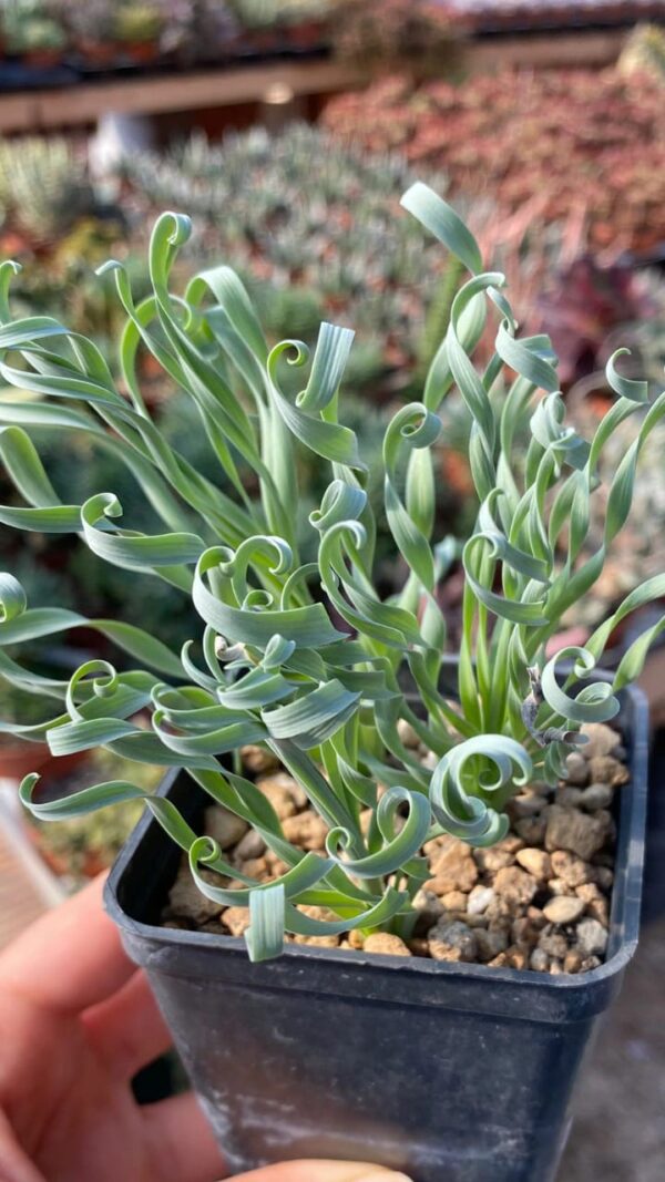 Albuca concordiana