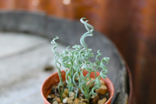 Albuca concordiana - immagine 3