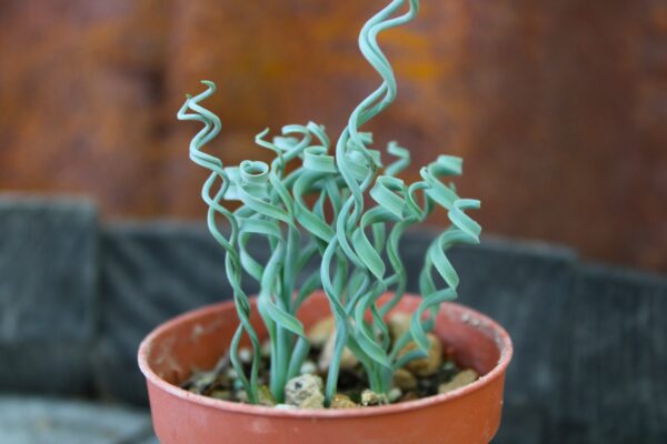 Albuca concordiana - immagine 2