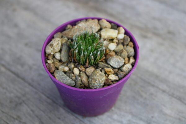 Haworthia decipiens var. xiphiophylla - immagine 2
