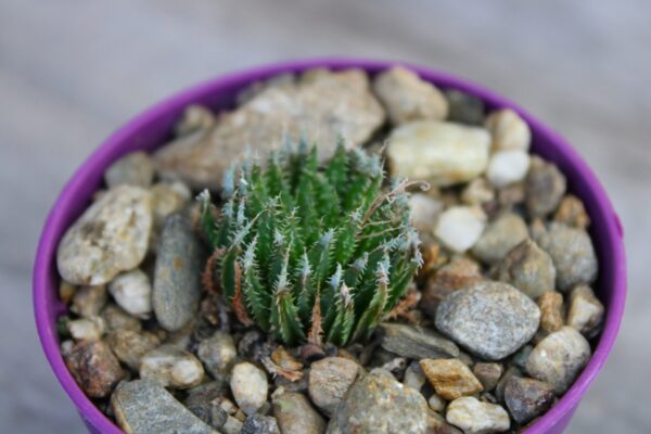 Haworthia decipiens var. xiphiophylla