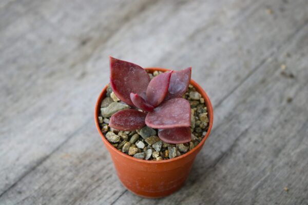 Lenophyllum guttatum