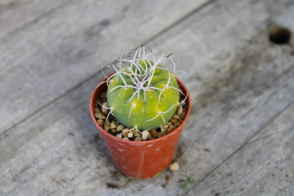 Matucana madisoniorum f. albiflora