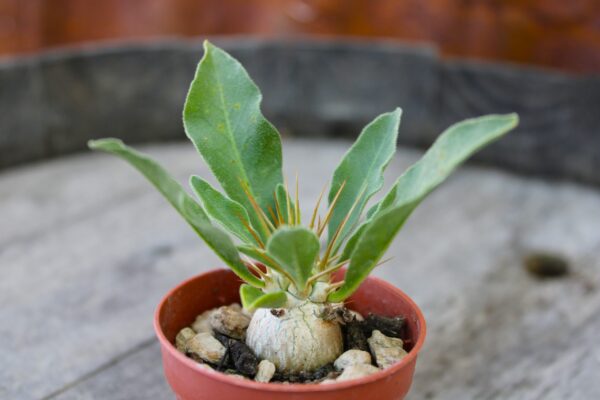 Pachypodium namaquanum