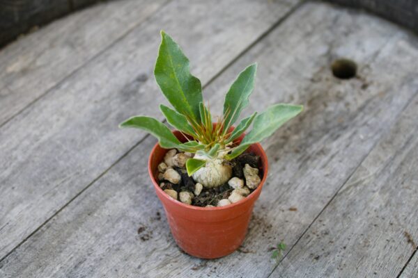 Pachypodium namaquanum - immagine 2