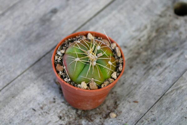 Gymnocalycium denudatum