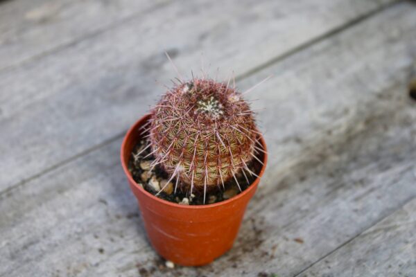 Parodia rutilans