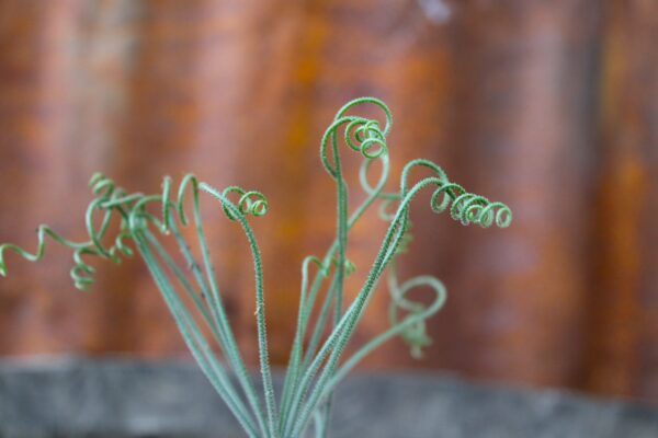 Albuca namaquensis - immagine 4
