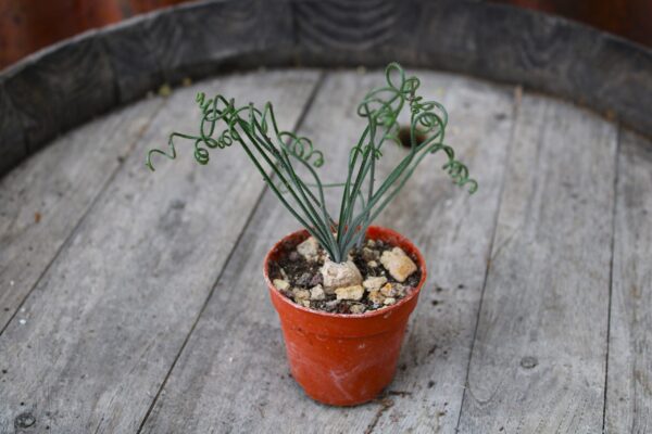 Albuca namaquensis - immagine 3