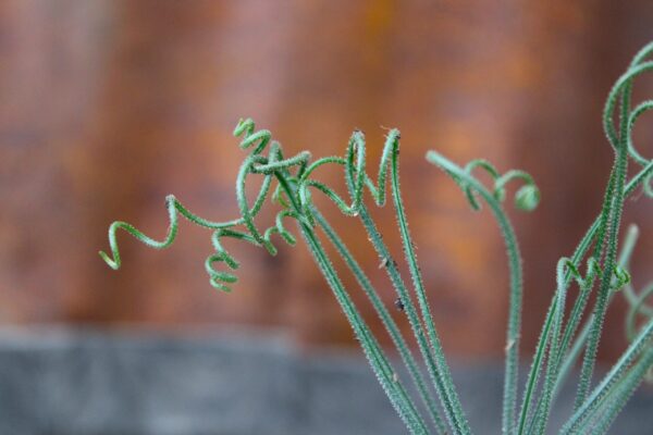 Albuca namaquensis