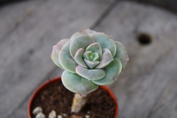 Echeveria 'Lovely Rose' - immagine 2