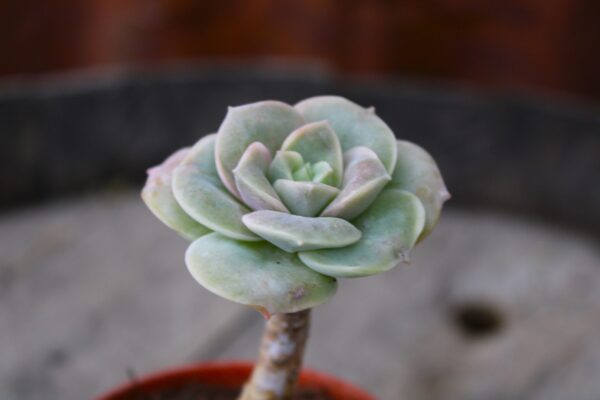 Echeveria 'Lovely Rose'
