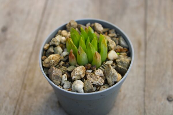 Haworthia floribunda ex Yuichiro Ochi, Tokyo Japan - immagine 2