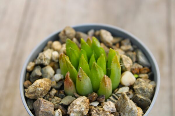 Haworthia floribunda ex Yuichiro Ochi, Tokyo Japan